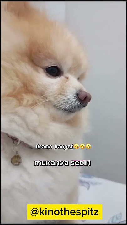 Kino kezel soalnya kokonya abis main ama anjing lain, kino tau lho, drama abis 🤣#pets #anabul #dogs