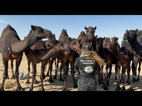 TRAILER - Život je Dakar (film o nejtěžším závodu světa RALLY DAKAR)