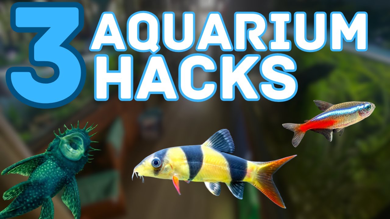 3 Helpful hacks for your aquarium YouTube