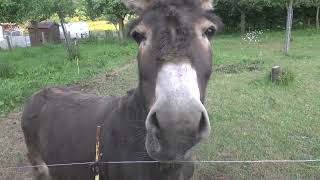 France - donkey in Normandy - June 2023