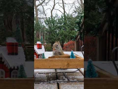 Squirrel Lil Max eats nuts on the sled