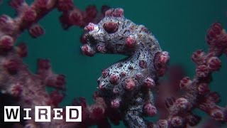 Absurd Creatures | The Pygmy Seahorse Is Pretty Much The Where's Waldo Of The Sea