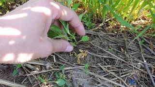 Celebrity Weekly Weed Watch: Giant Ragweed Profile