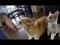 20141129 Part 3 cute puppy & mom / コーギー子犬とママ welsh corgi pembroke