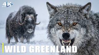 GREENLAND WILDLIFE | Deadliest Arctic Animals Surviving Extreme Ice World | Full Documentary 4K