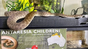Targeting to Signal Feeding with our Children’s Python: October 5, 2021