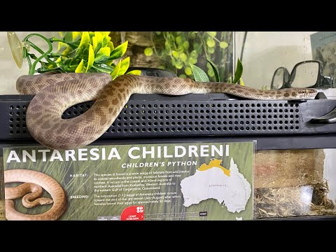Targeting to Signal Feeding with our Children’s Python: October 5, 2021
