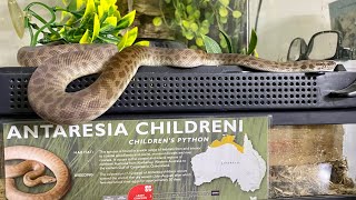 Celebrity Targeting to Signal Feeding with our Children’s Python: October 5, 2021 Wealth