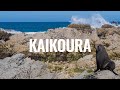 KAIKOURA, EL REINO DE LAS FOCAS 🌊 | NUEVA ZELANDA #14 🇳🇿|| Comiviajeros.com🌍