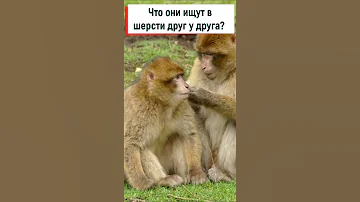 Зачем обезьяны роются в шерсти? #shorts