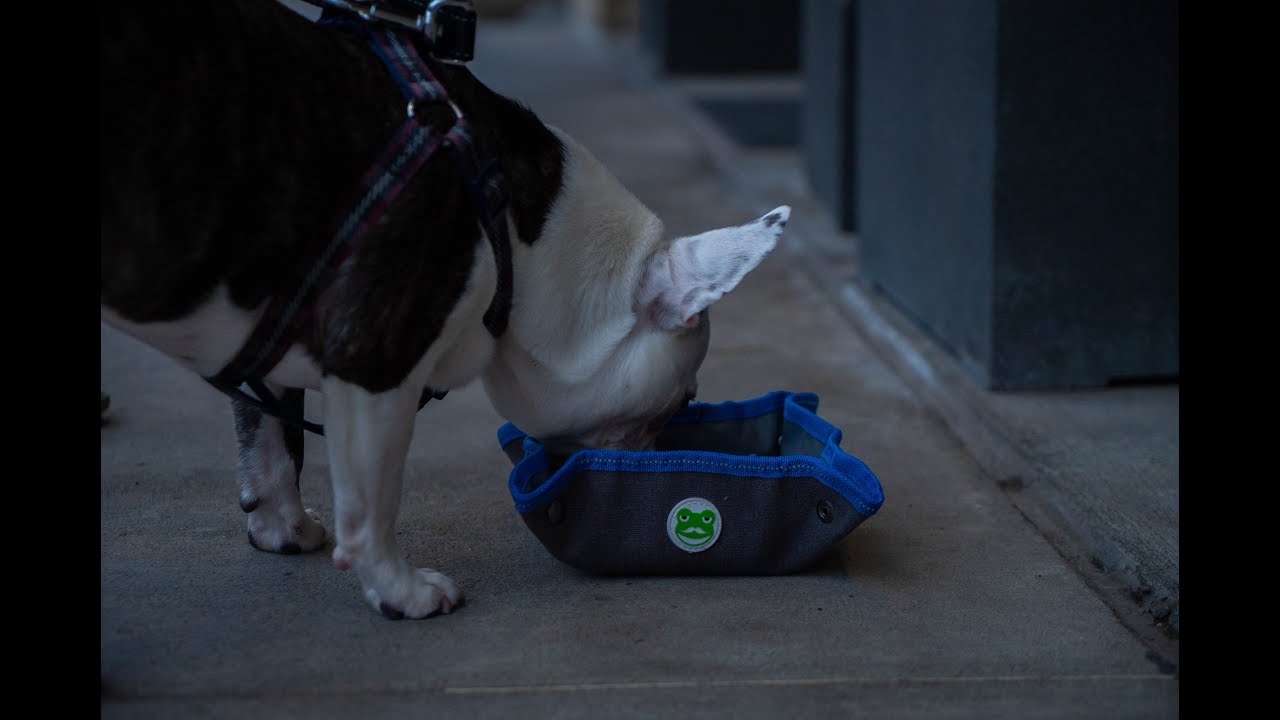 Product Video - Canvas Buddy Bowl