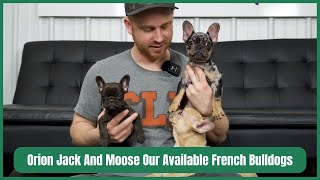 Orion Jack And Moose Our Available French Bulldogs by Woodland Frenchies 615 views 1 month ago 3 minutes, 23 seconds