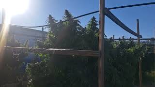 OUTDOOR ARIZONA CANNABIS GROW 2024