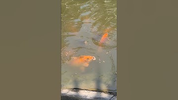 Cái mỏ cá chép đỏ | #cachepdo #thucanchoca #caucathugian #vinhthuangachanel