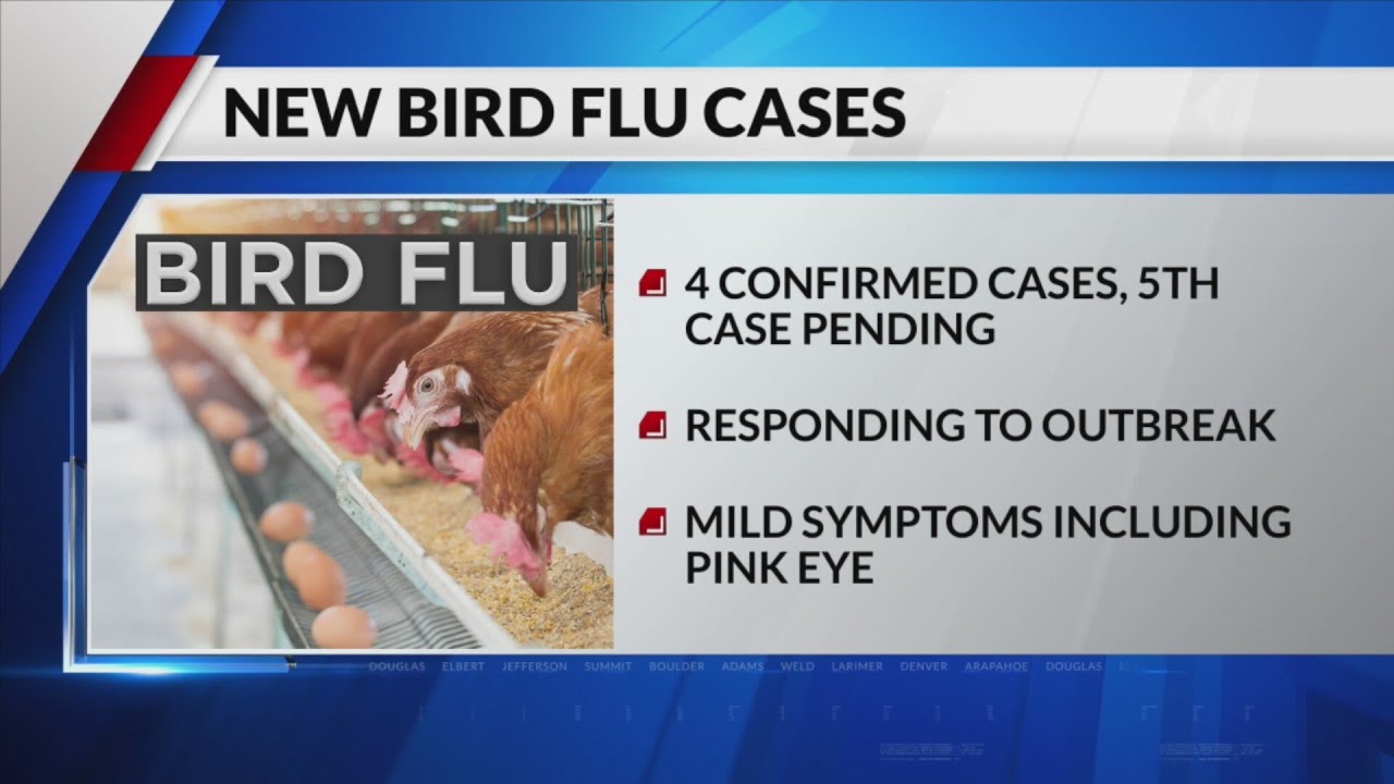 More human bird flu cases identified in Colorado - YouTube