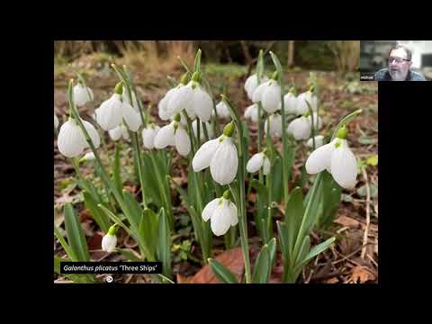 Snowdrops Before Christmas