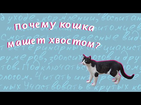 Почему кошка машет хвостом?