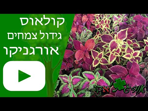 וִידֵאוֹ: גידול צמחי טריליום: איך לשתול טריליום