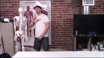 17-Muscles of the Shoulder - Show Up Fitness