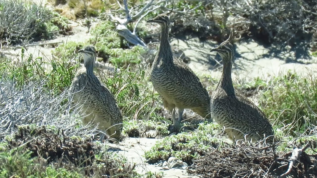 Elegant-crested Tinamou - near endemic