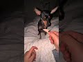 ASMR Chihuahua: Eating n Scratches #Shorts #Chihuahua #CuteDog #ASMR