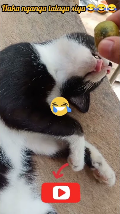 funniest cats Lemon prank! #catsoftiktok #cat #shorts Watch tell end!