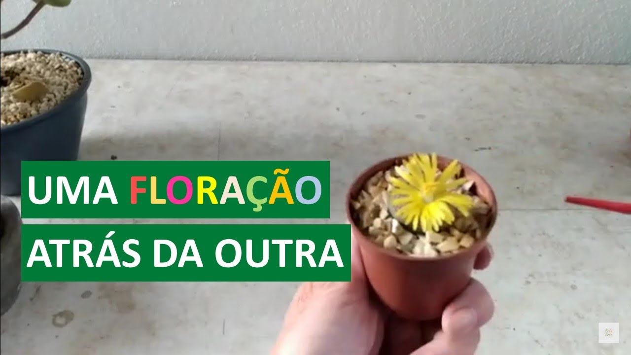 Vem ver as FLORES do CACTO-PEDRA (Lithops) e da PATINHA DE URSO 💚 |  Suculentas | Canal Brota Broto - thptnganamst.edu.vn