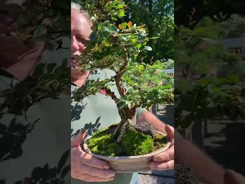 Never Easy To Sell A Bonsai Tree Bonsai Plants