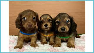 743919 M・ダックスフンド - YouTube