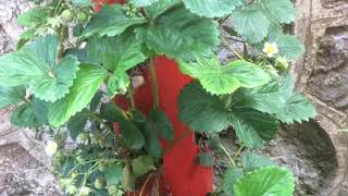 Bağa Gel Bahçeye Gel