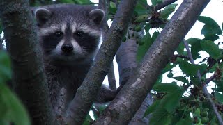 Mama Raccoon & babies | Incredible Footage!