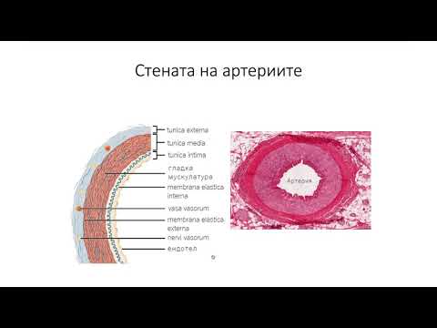 Видео: Какво е счупен кръвоносен съд?