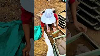 Full Capital of Two Million Becomes Tens of Millions #agriculture #ricefarmers #paddyseedlings #gardening News