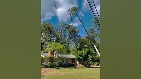 Tree removal Service in Silver Springs MD by Nelson Tree Specialist