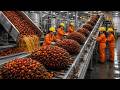 Inside a Modern Palm Oil Factory: How Crude Palm Oil is Made