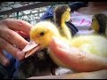 Curious Life of Ducklings AWW