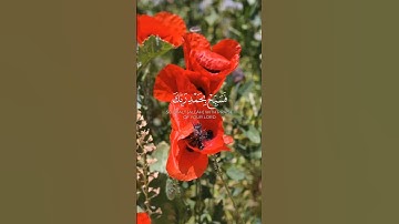 آيات من القرآن الكريم بصوت الشيخ عبدالباسط عبدالصمد #القرآن_الكريم #اكسبلور #المصحف #راحة_نفسية
