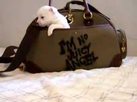 cute-juicy-couture-puppy!