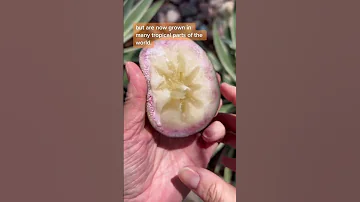 Star Apple