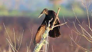 Beautiful Florida BIrds