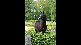 FOR SALE: EMPIRE *2020 Old Gelding by Escamillo-De Niro