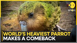 Worlds Heaviest Parrot Was On The Brink With Only 51 Birds Left | WION News