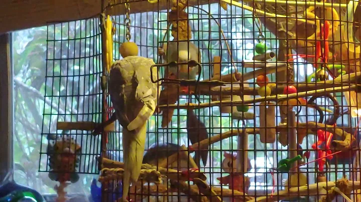 More cuteness Budgie Cockatiel "romance"