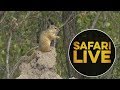 safariLIVE - Sunrise Safari - May 27, 2018