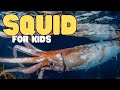 Squid Anatomy and Ecology Concepts