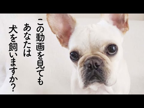 【犬を飼う前に見て】この動画を見てもあなたは犬を飼いたいですか？