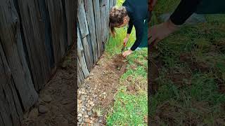 Wenig Aufwand für riesen Unterschied #gartenarbeit #asmr #satisfying #work #workout #befriedigend