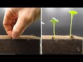 Growing Radish Time Lapse (failed)