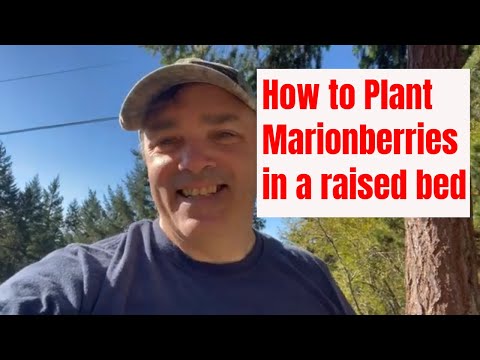 Video: Informazioni su Marionberry - Come coltivare Marionberry