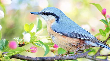 Peaceful Relaxing Instrumental Music, Quiet Meditation Music "Birds of Spring" by Tim Janis